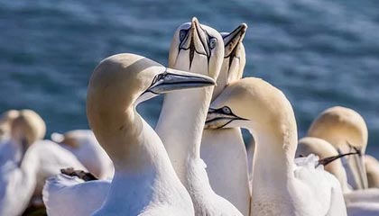 陈幸同4-2战胜石洵瑶 晋级WTT总决赛女单8强