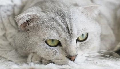 陈幸同4-2战胜石洵瑶 晋级WTT总决赛女单8强